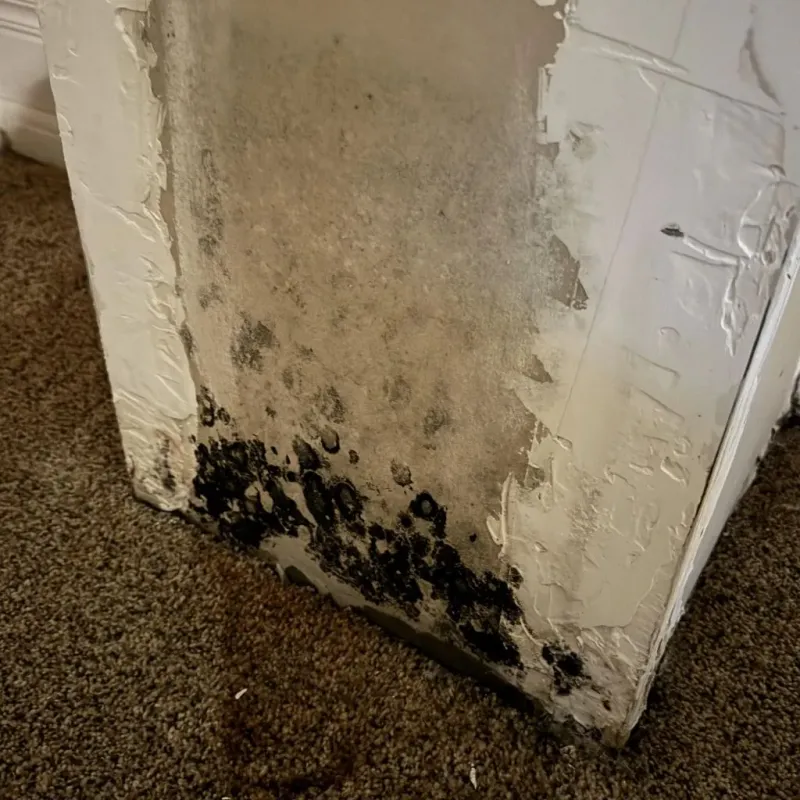 Professional Mold Removal in Durand, MI